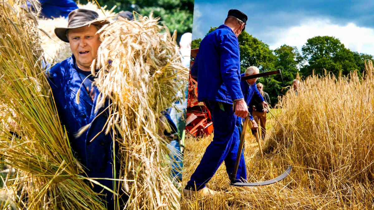 26072023 Hezingen Ootmarsum Traditioneel Oogsten