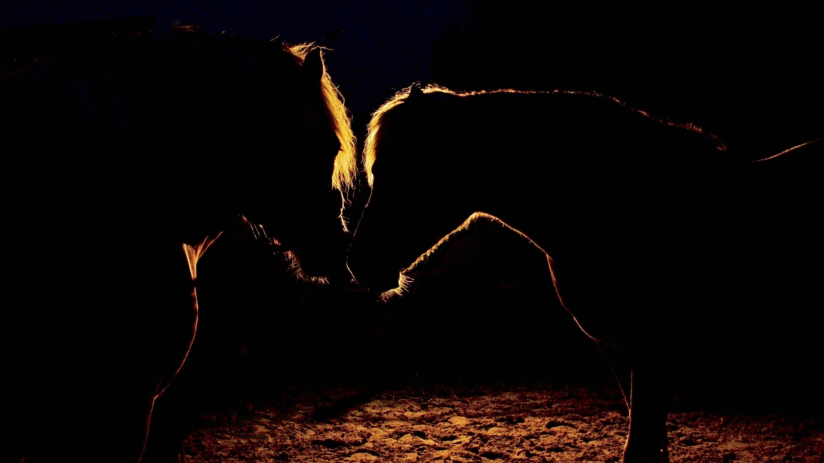 Stockfoto paard donker twee paarden