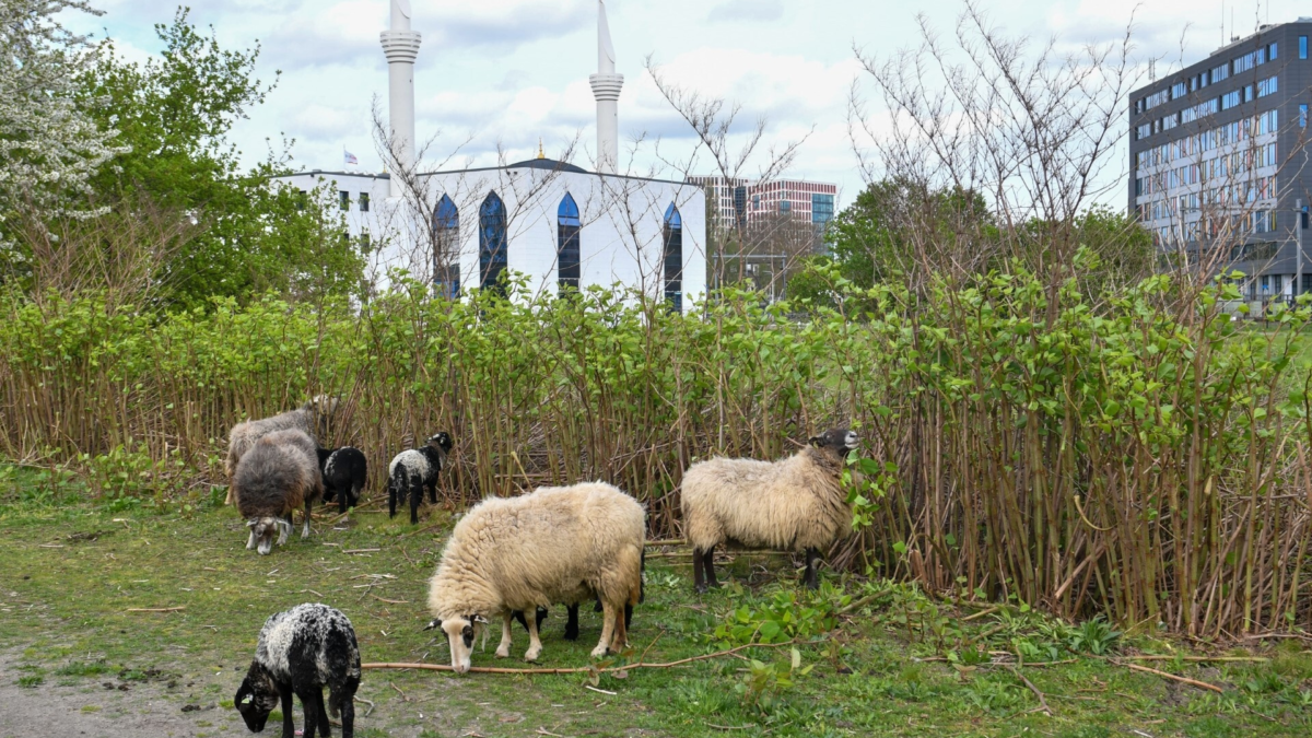 De schapen van Dijkema achter het Cogas pand