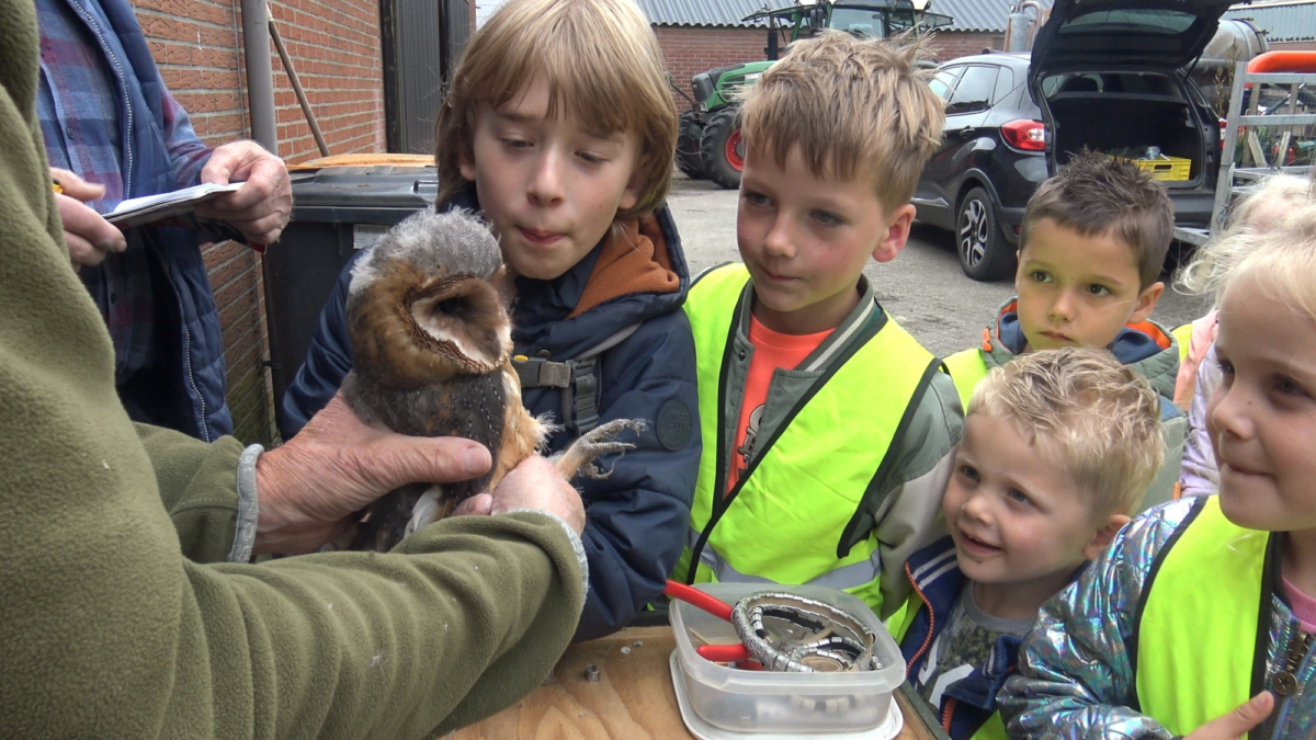 Ringen kerkuilen Vogelwerkgroep Geesteren