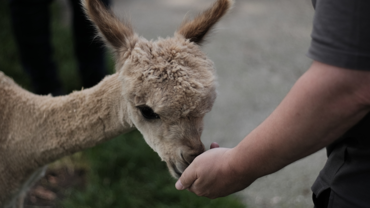 Alpacas 1twente