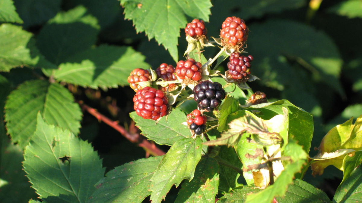 Heemtuin Weusthag staat tussen zomer en herfst