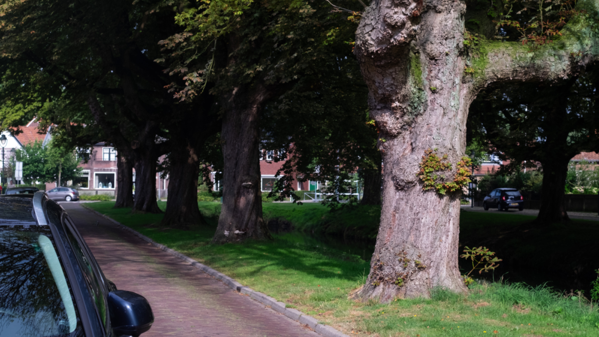 Kastanjers tuindorp t lansink gekapt 3