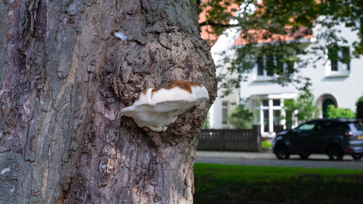 Kastanjers tuindorp t lansink gekapt 2