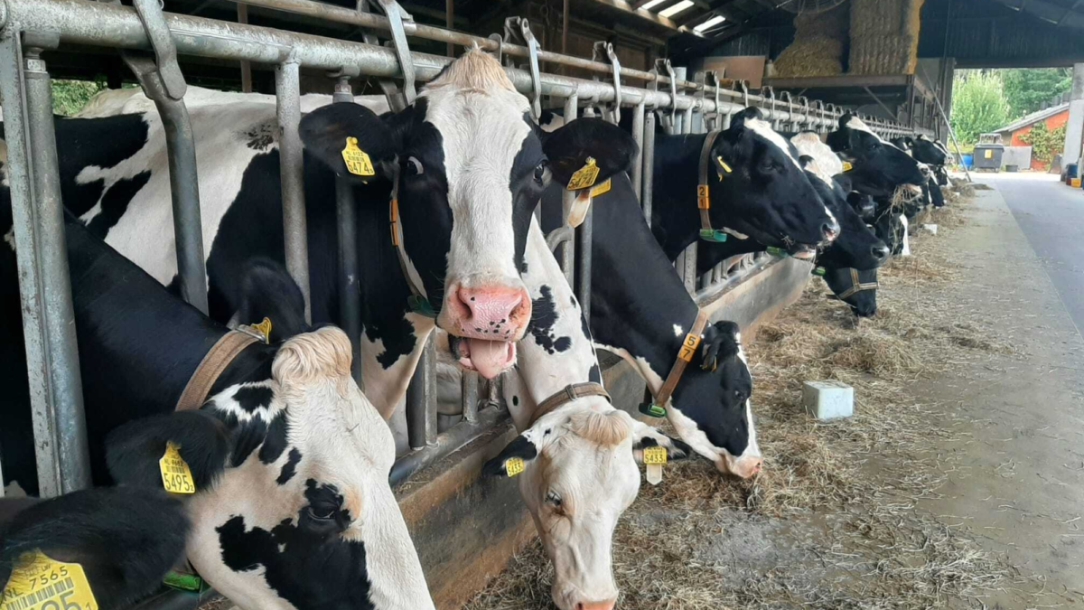 20240821 Blauwtong koeien veehouderij boer Stokkers Boekelo