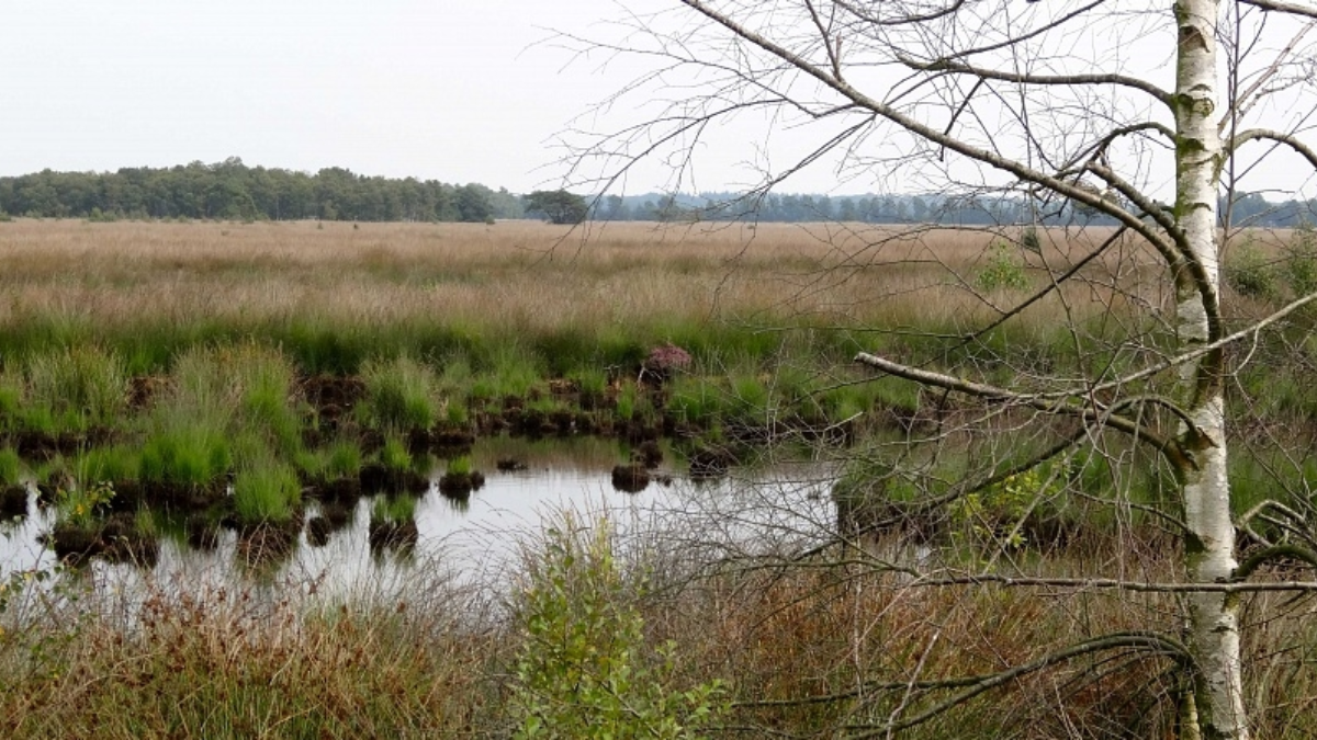 Wierdense veld