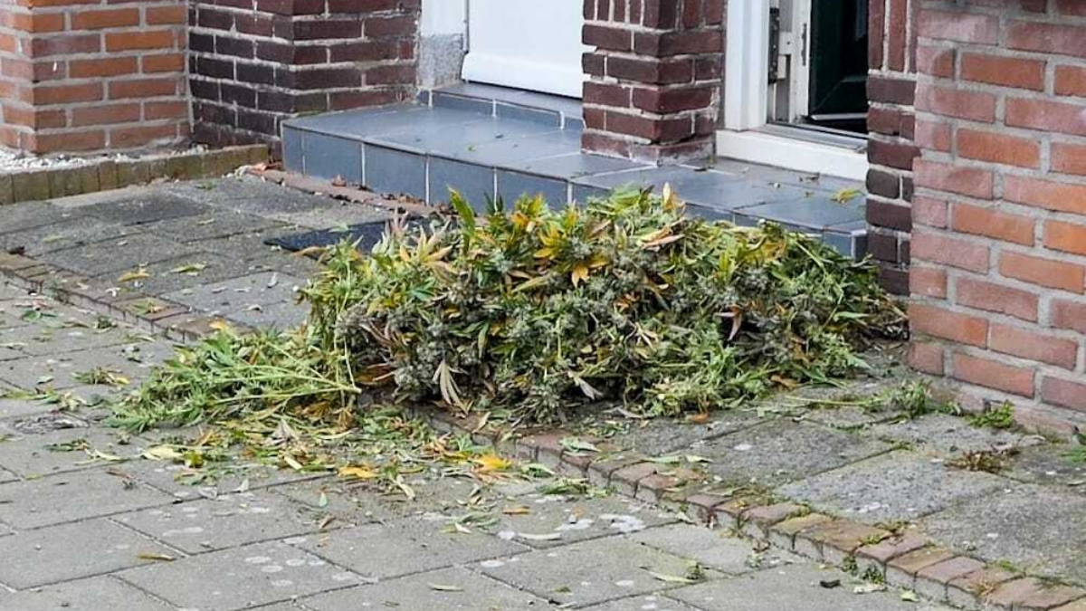 Politie ontmanteld hennepkwekerij in Enschede