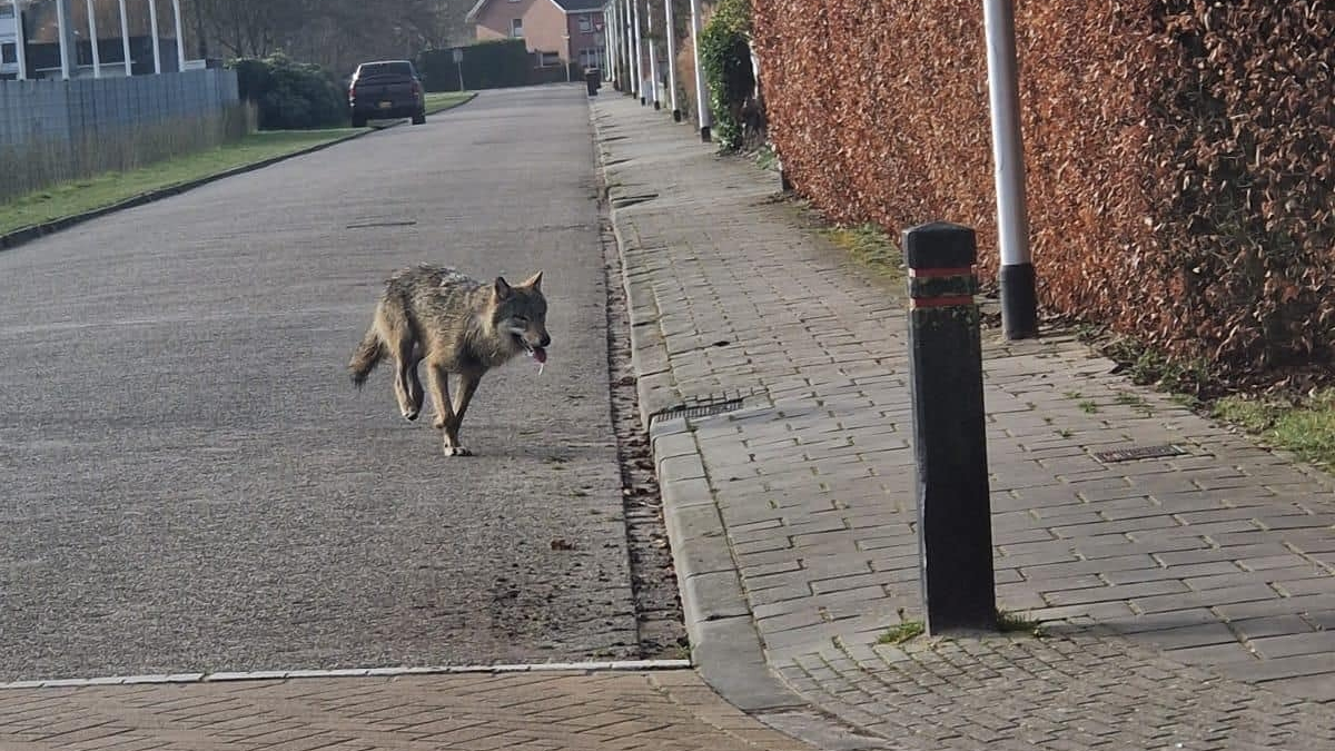 1wolf enter