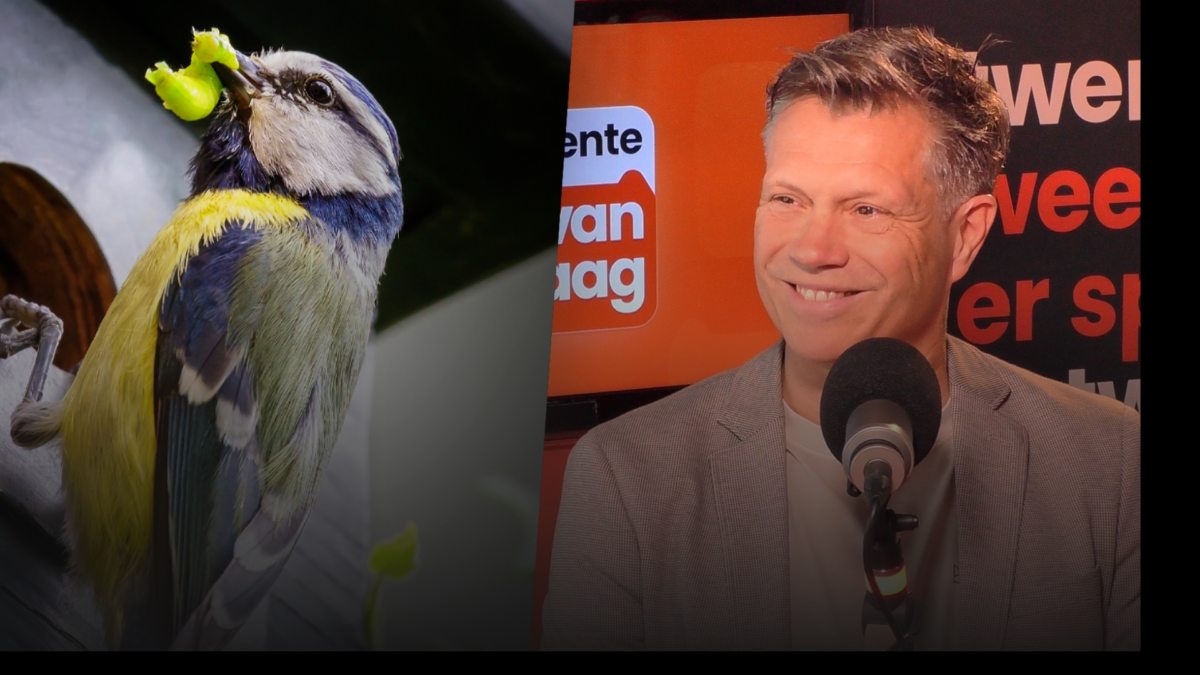 250610 hoekstra en pimpelmees