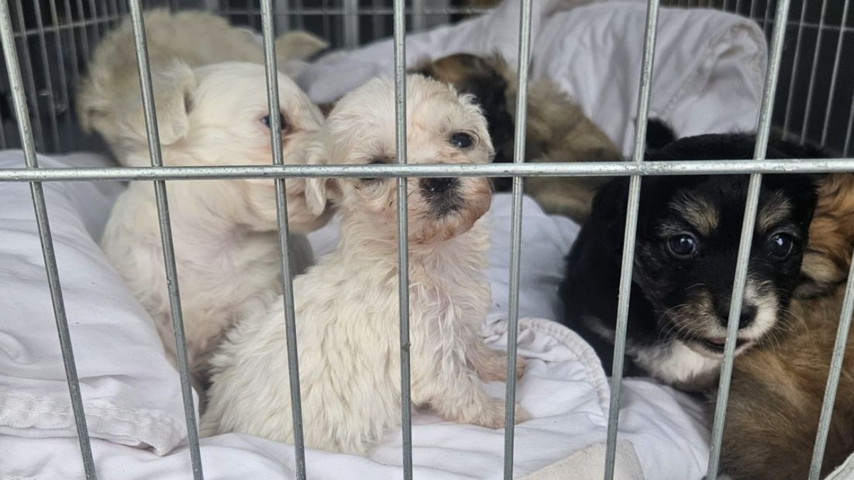 Pups Almelo