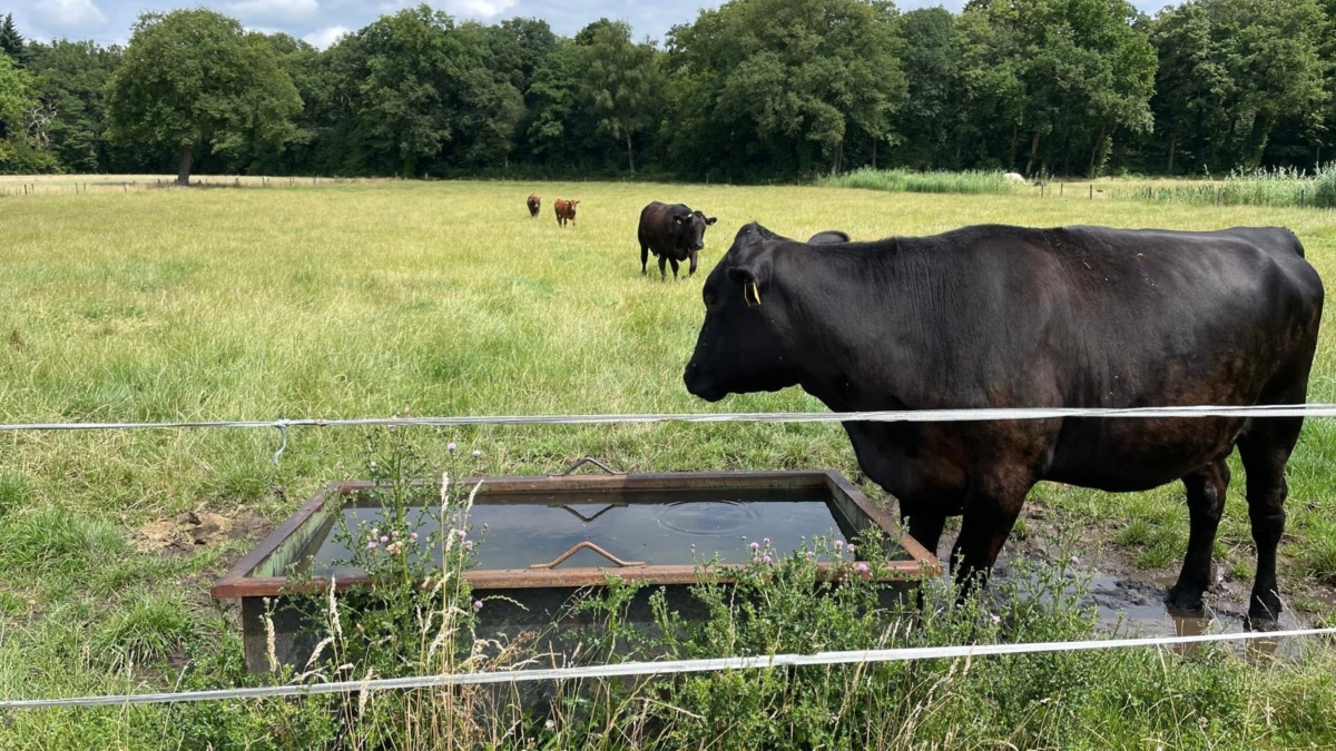 Erve groot avest boerderij landgoed twickel 8 foto gerda minkjan