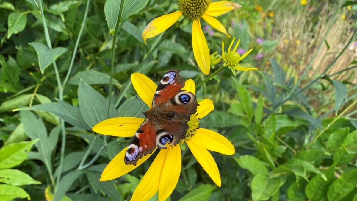 Rondje Tuinen Twente Aadorp 1 2025 IMG 8604