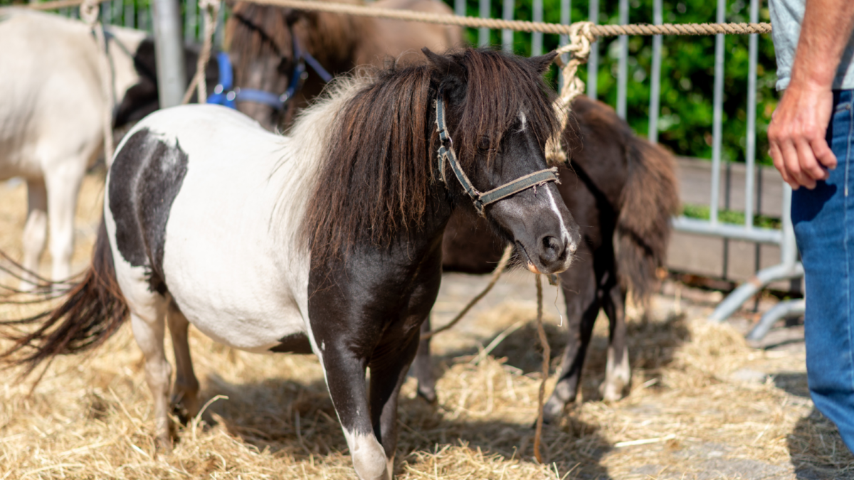 20250807 PAARDENMARKT ENTER FOTO 20250807 foto D250807 T112028 N8147