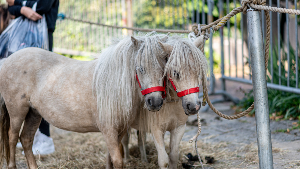 20250807 PAARDENMARKT ENTER FOTO 20250807 foto D250807 T112125 N8148