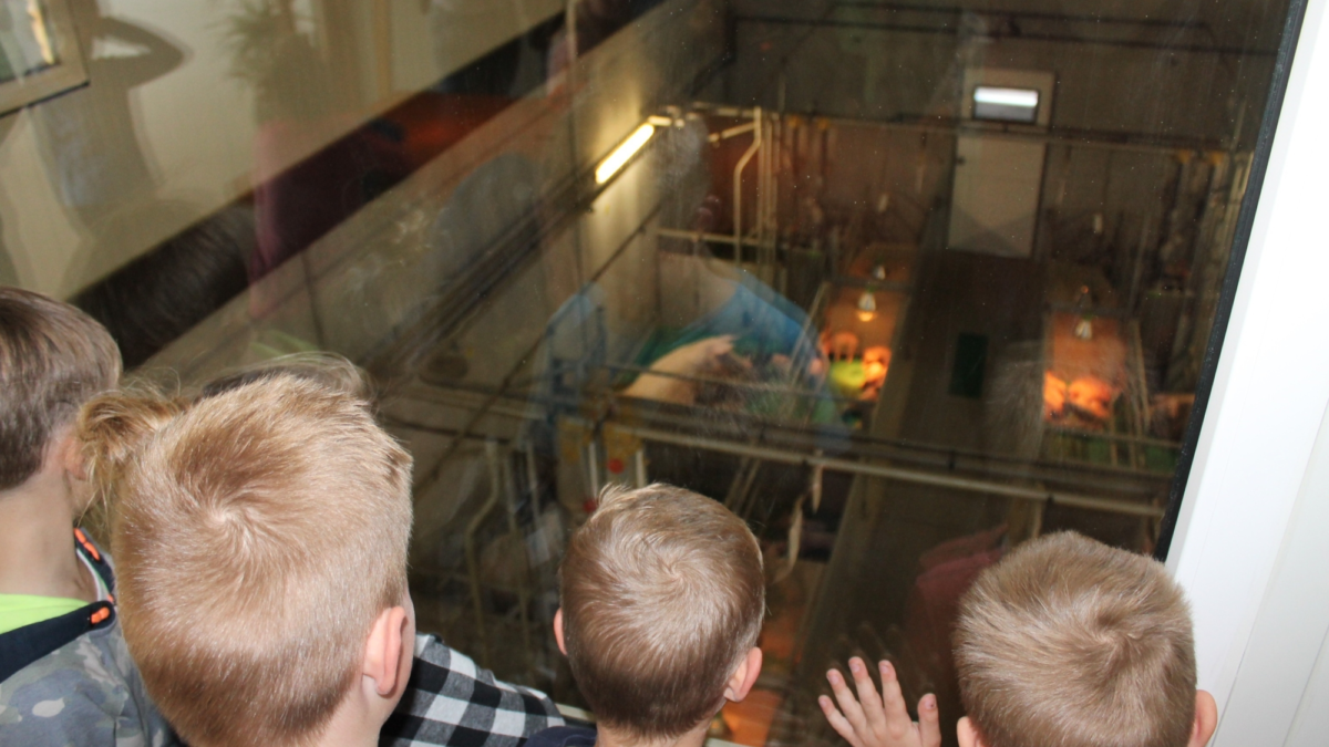 Foto fokbedrijf Brummelhuis skybox boerderij educatie 2