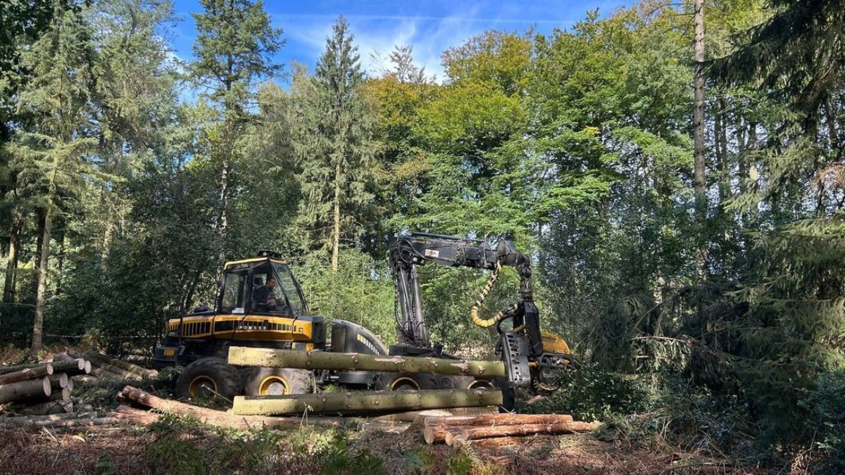 Naaldbomen gekapt rtv oost chantal everaardt