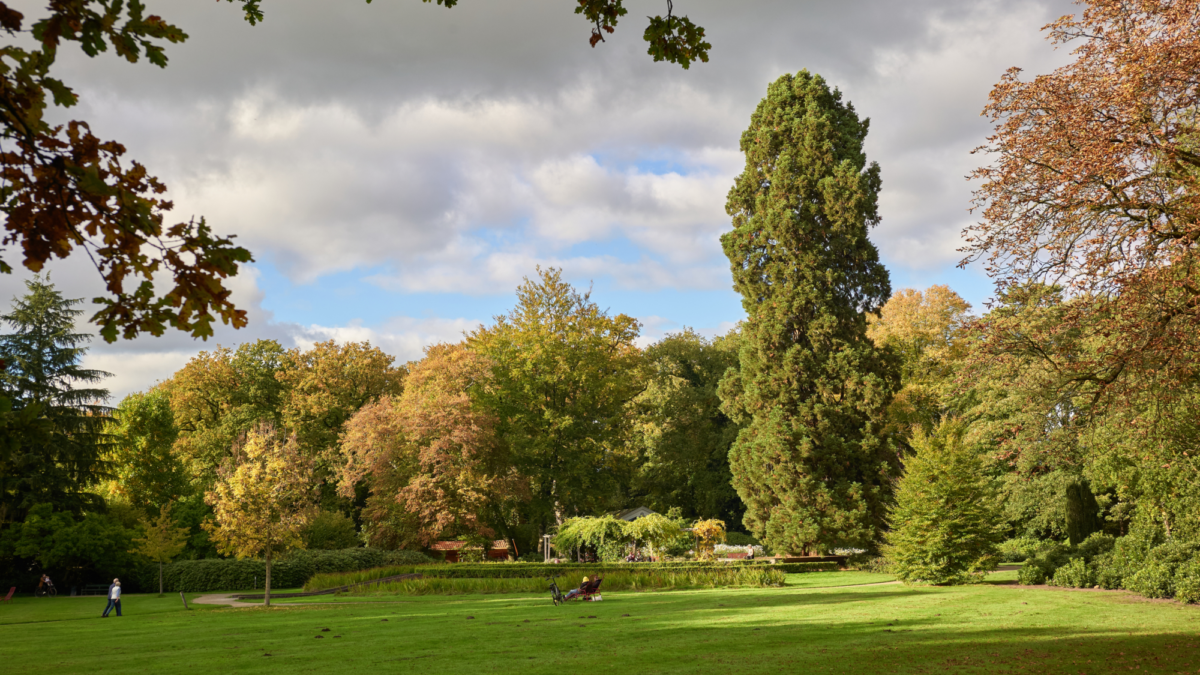 mammoetboom - Ledeboerpark