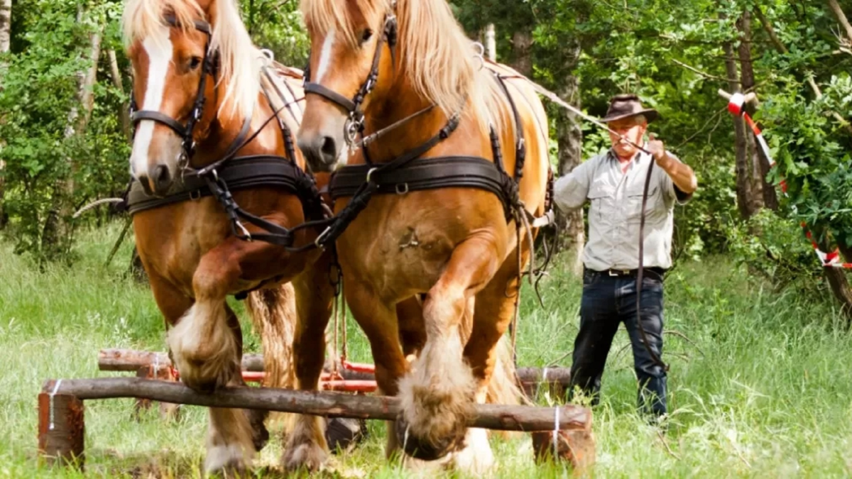 Wedstrijd Boomslepen met paarden Hezingen