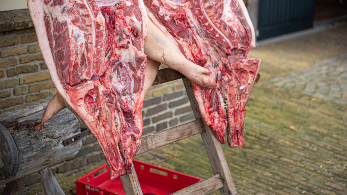 SLACHTVISITIE ENTER 2025111220251112 751 8647 Niels Wesselink