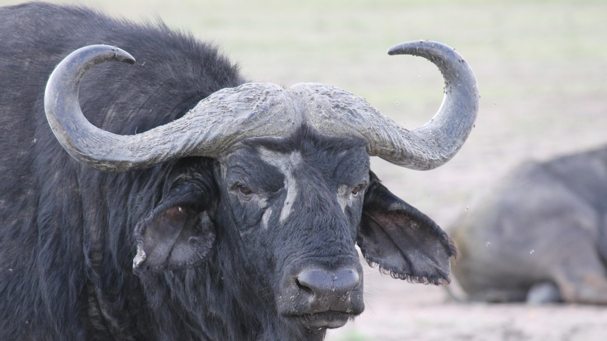 Buffalo 5070190 1920