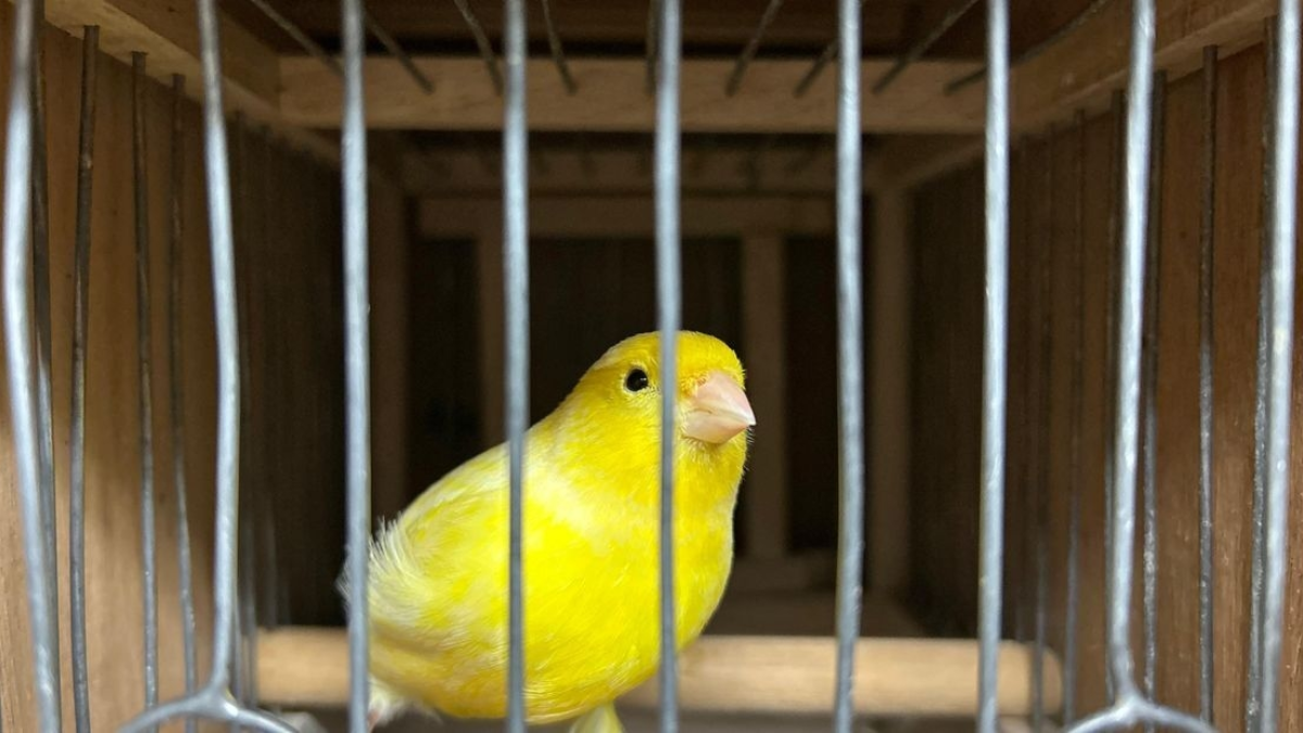 Vogelshow Rijssen 01