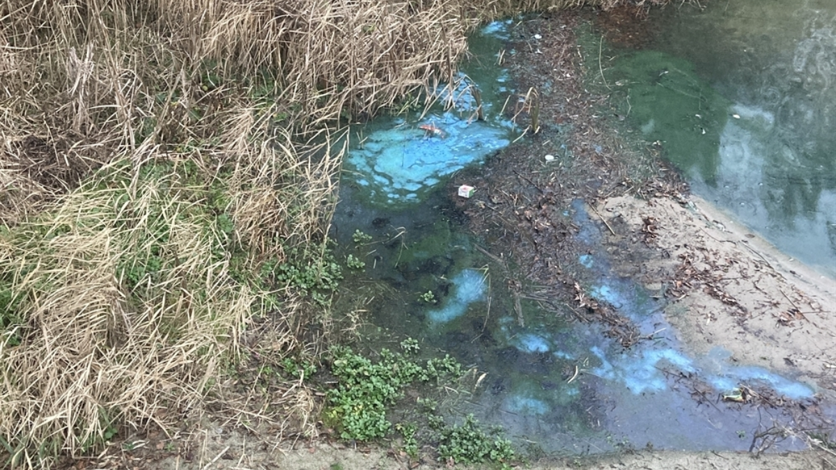 Oelermars blauwalg 1 Losser