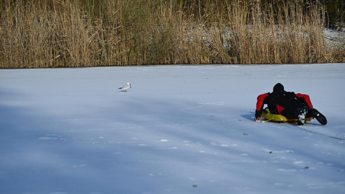 Reddingspoging meeuw brandweer Almelo