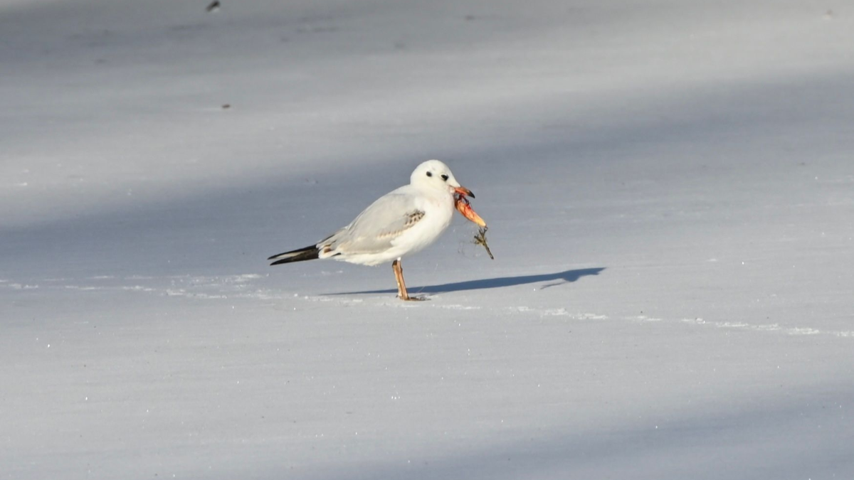 Meeuw op ijs Sluitersveldsingel Almelo