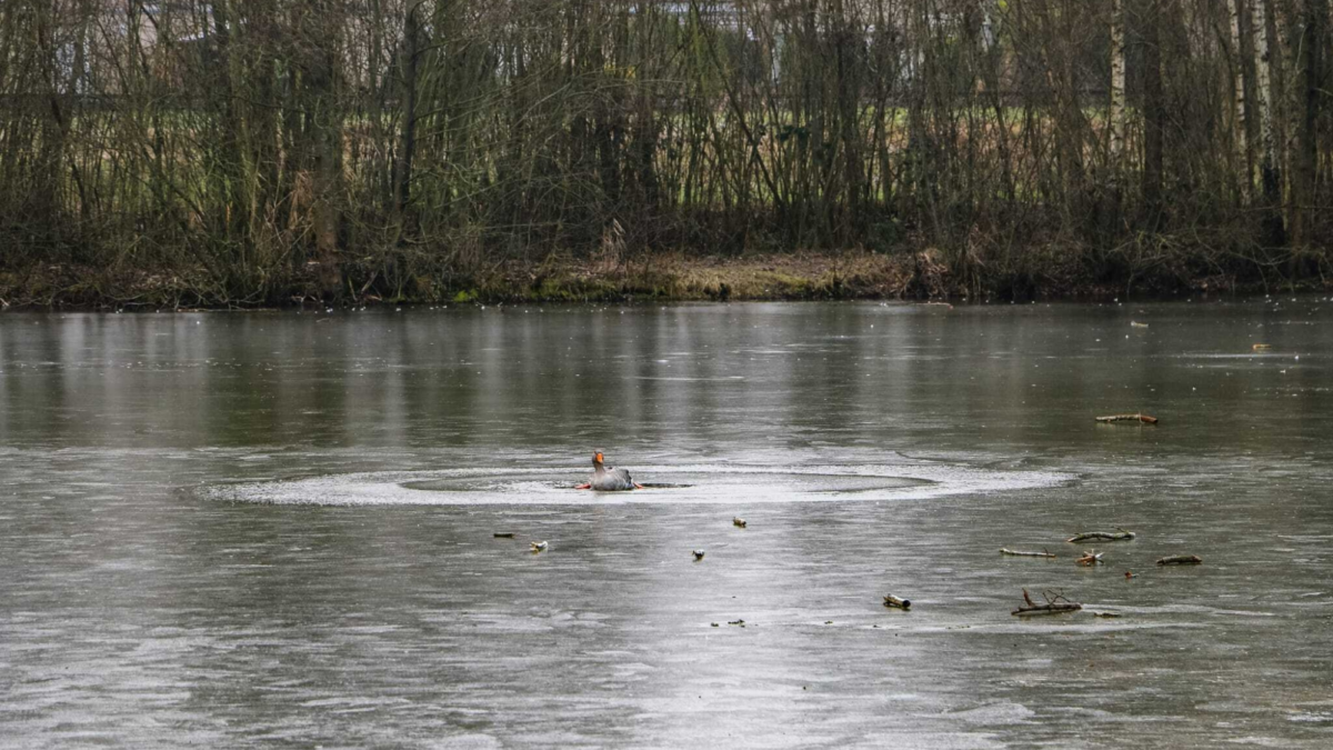 Redding gans ijs 2026 news united3