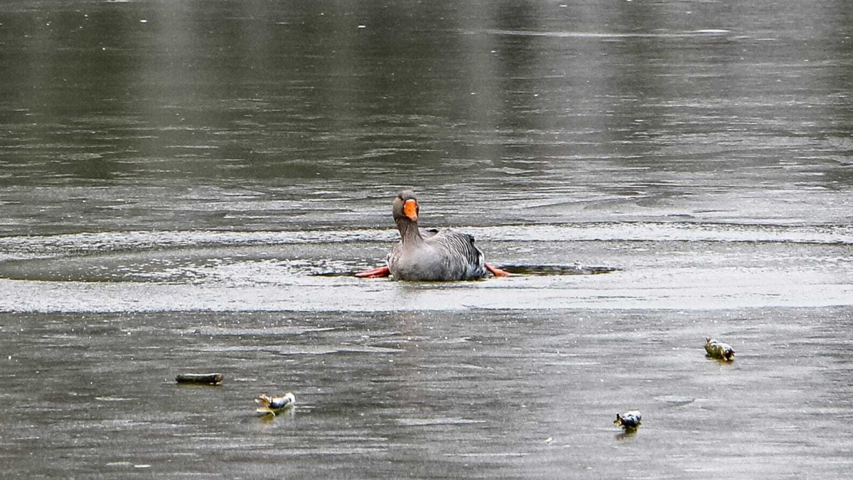 Redding gans ijs 2026 news united2