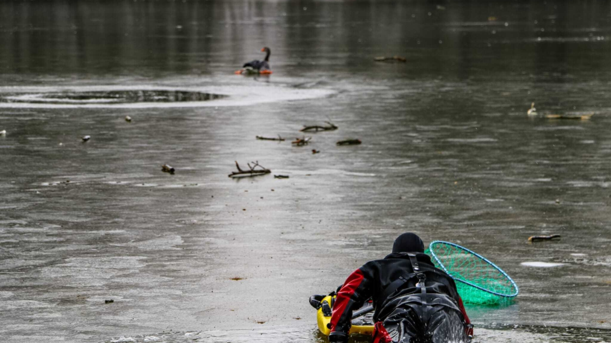 Redding gans ijs 2026 news united