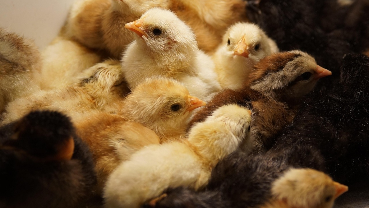 260127 pluimvee via Pixabay