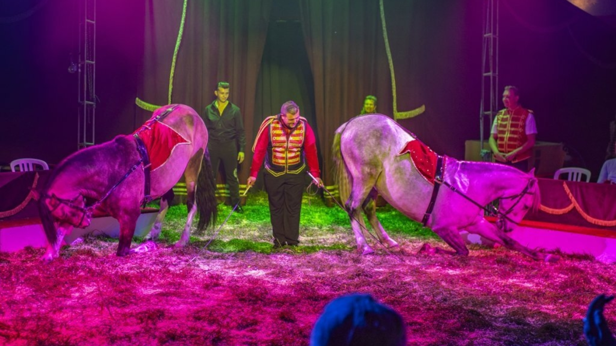 Dressuur met Spaanse paarden