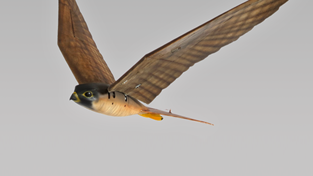 60573 robird4 620x350