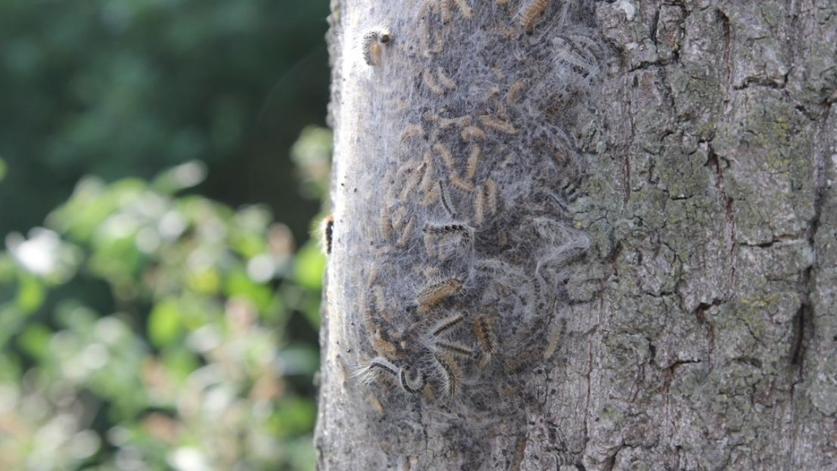 Eikenprocessierups is er weer