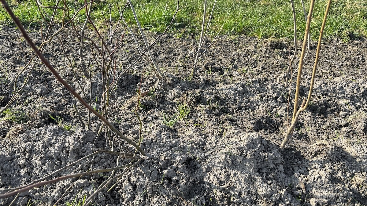 20260311 twickel houtwallen koepad IMG 1623