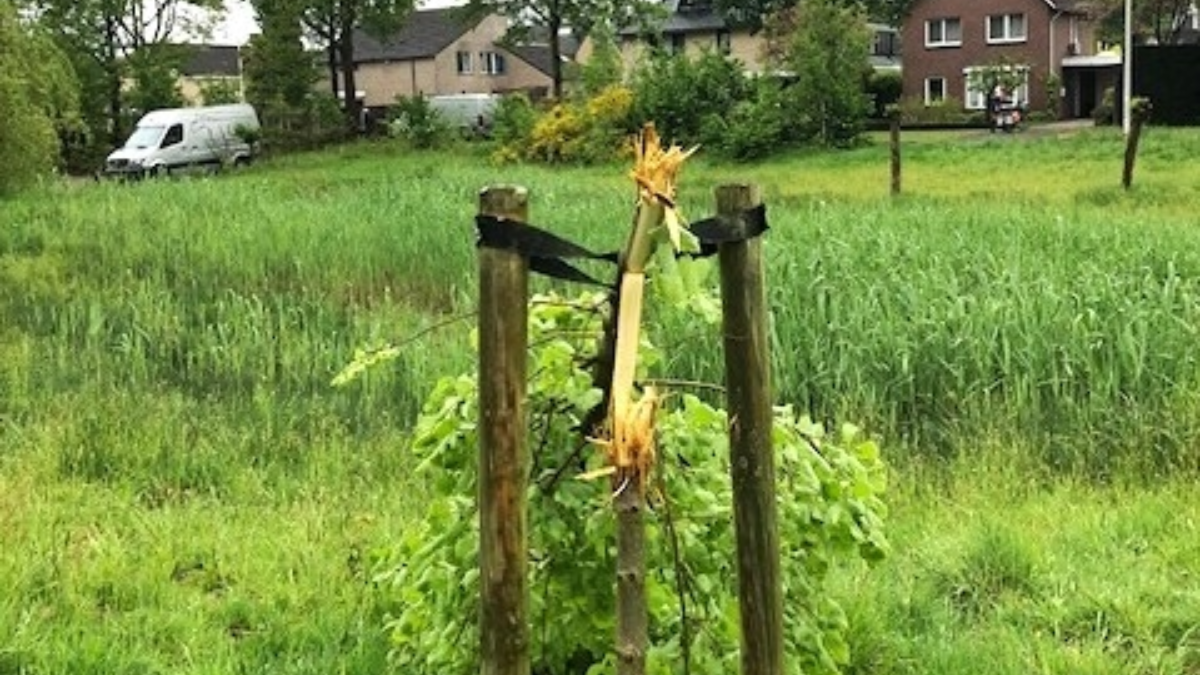 Bomen geknakt