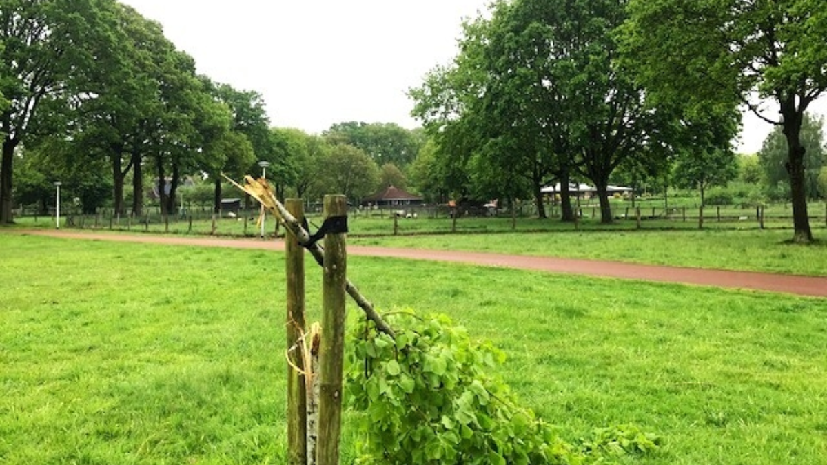 Bomen geknakt 1