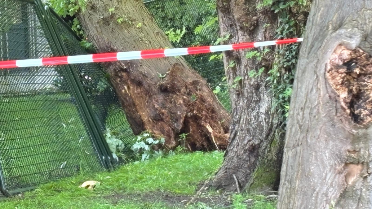 Omgevallen boom storkhek 1twente 1
