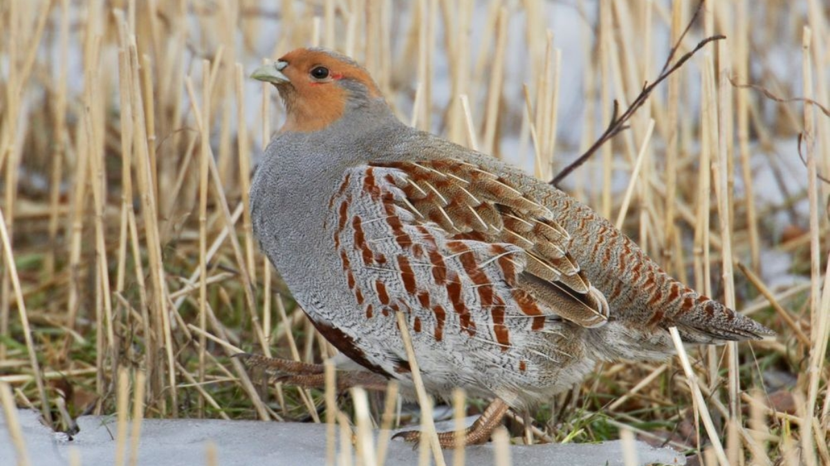 Patrijzen