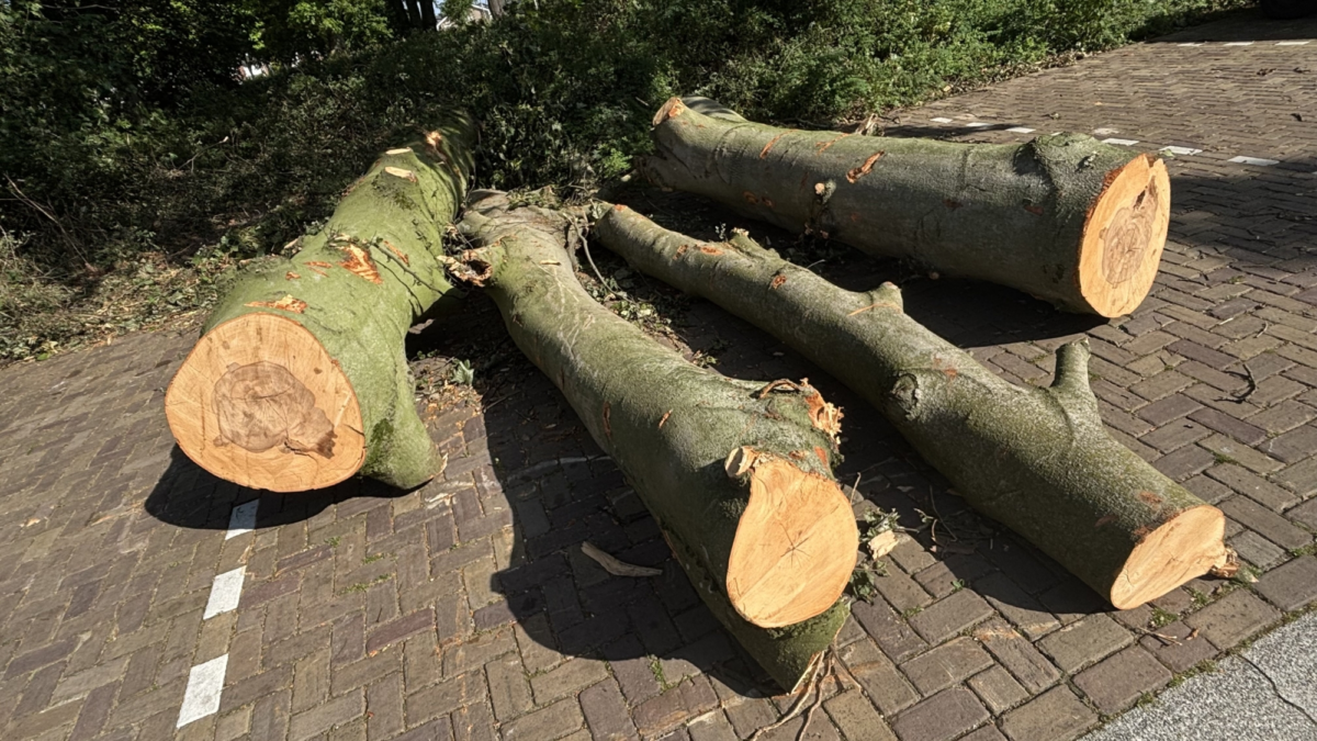 IMG 3691 stormschade boomstammen park bataafs