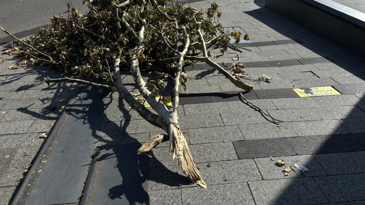 IMG 3696 stormschade tak beursstraat4