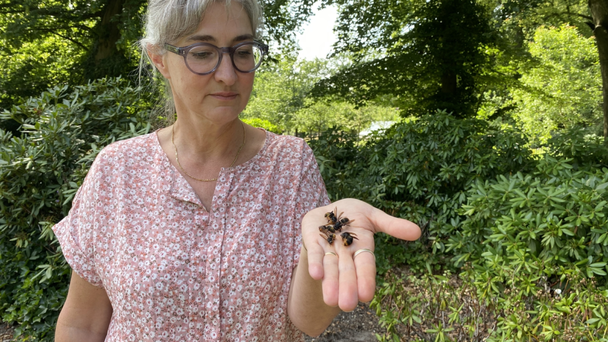 Leontine Uijthof met Aziatische Hoornaar Geelpoothoornaar 1 Twente