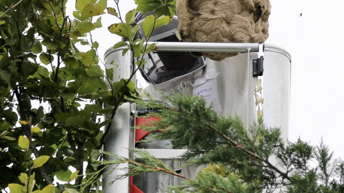 Nest Aziatische hoornaar gevangen