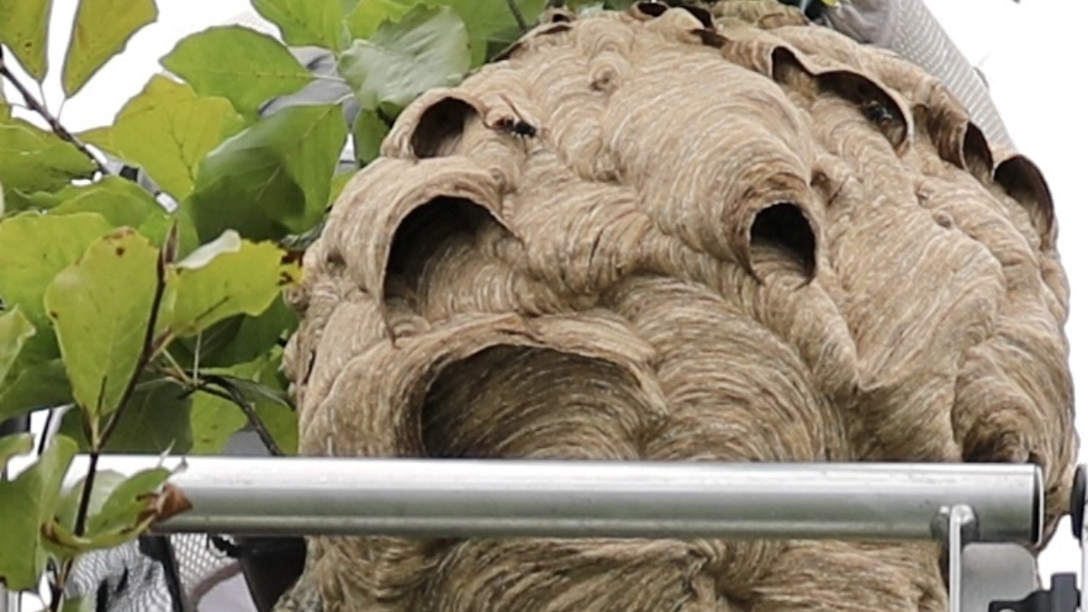 Nest Aziatische hoornaar wordt ingevroren