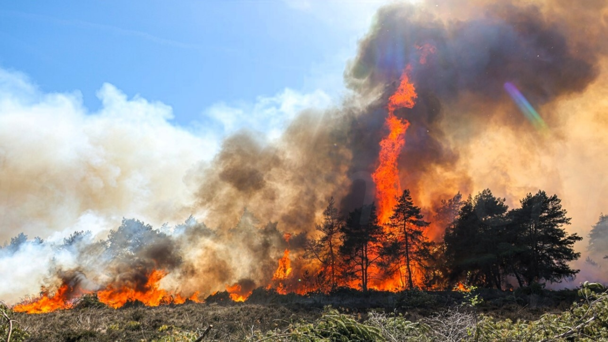 Natuurbrand HARDE 2 MARCEL VAN SALTBOMMEL