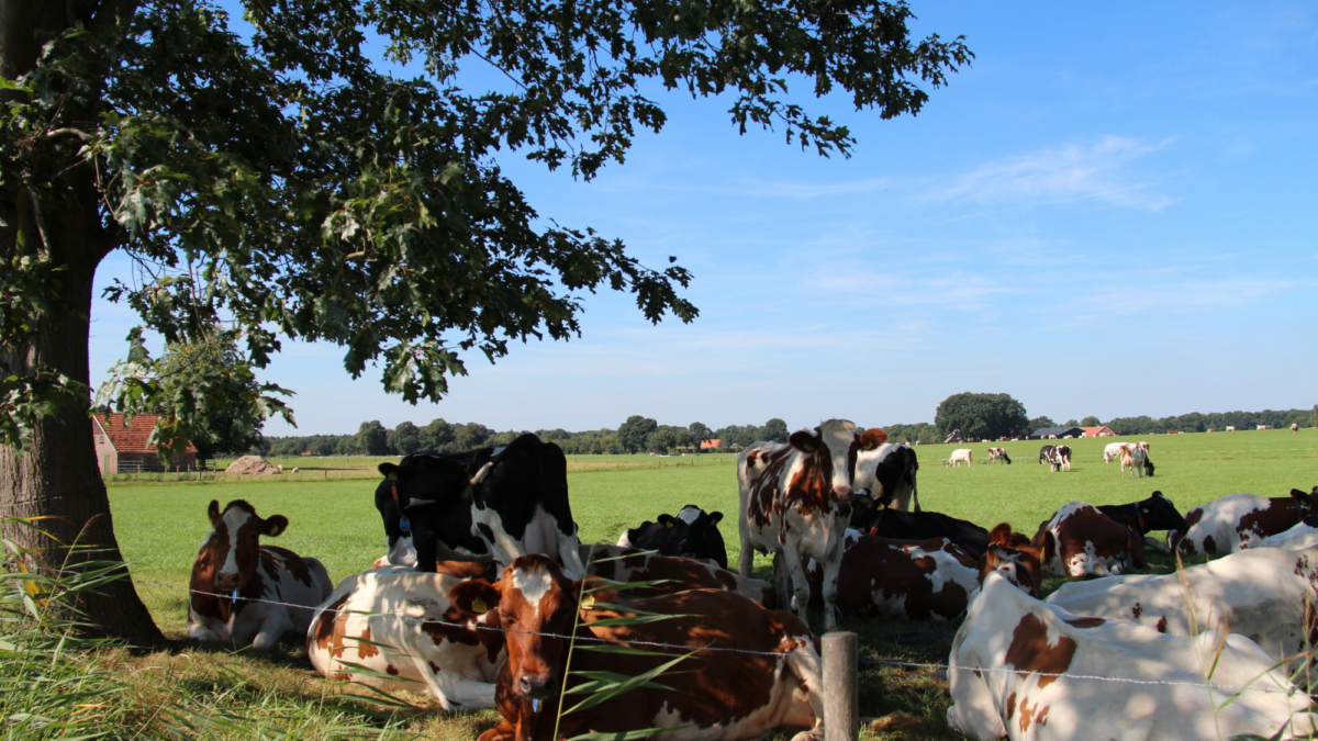 Volthe Gemeente Dinkelland Koeien
