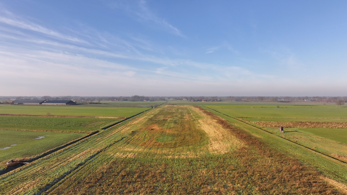 2025 01 31 schapen op huyerenseveld