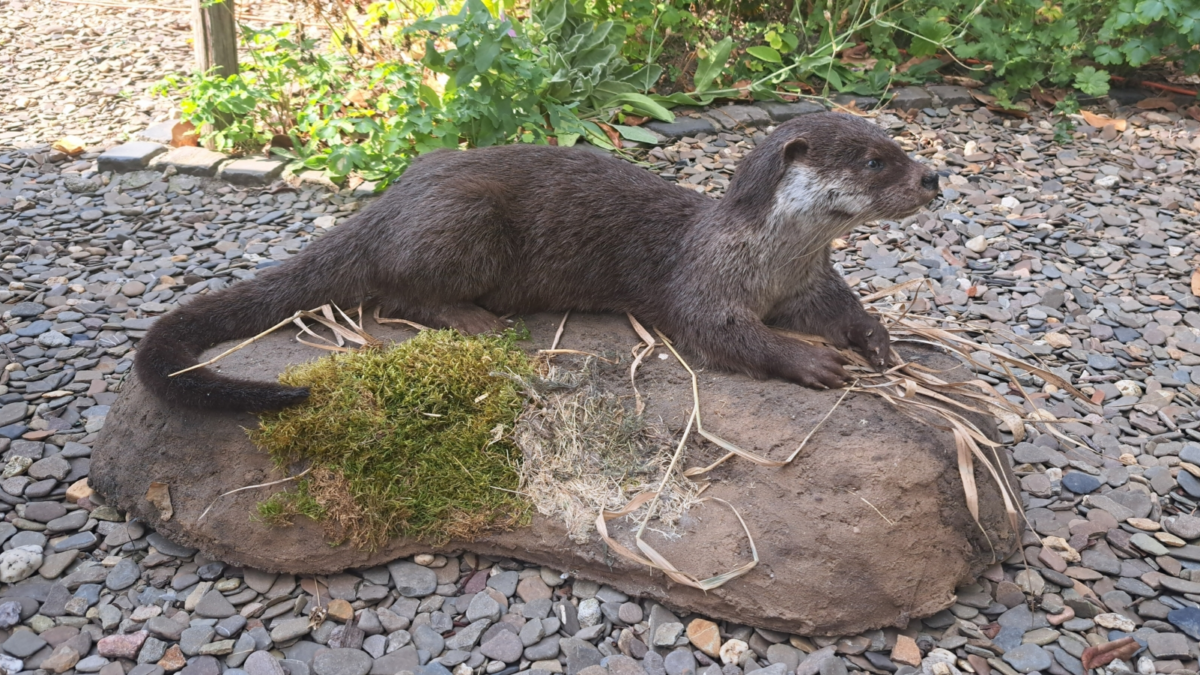 261013 otter opgezet