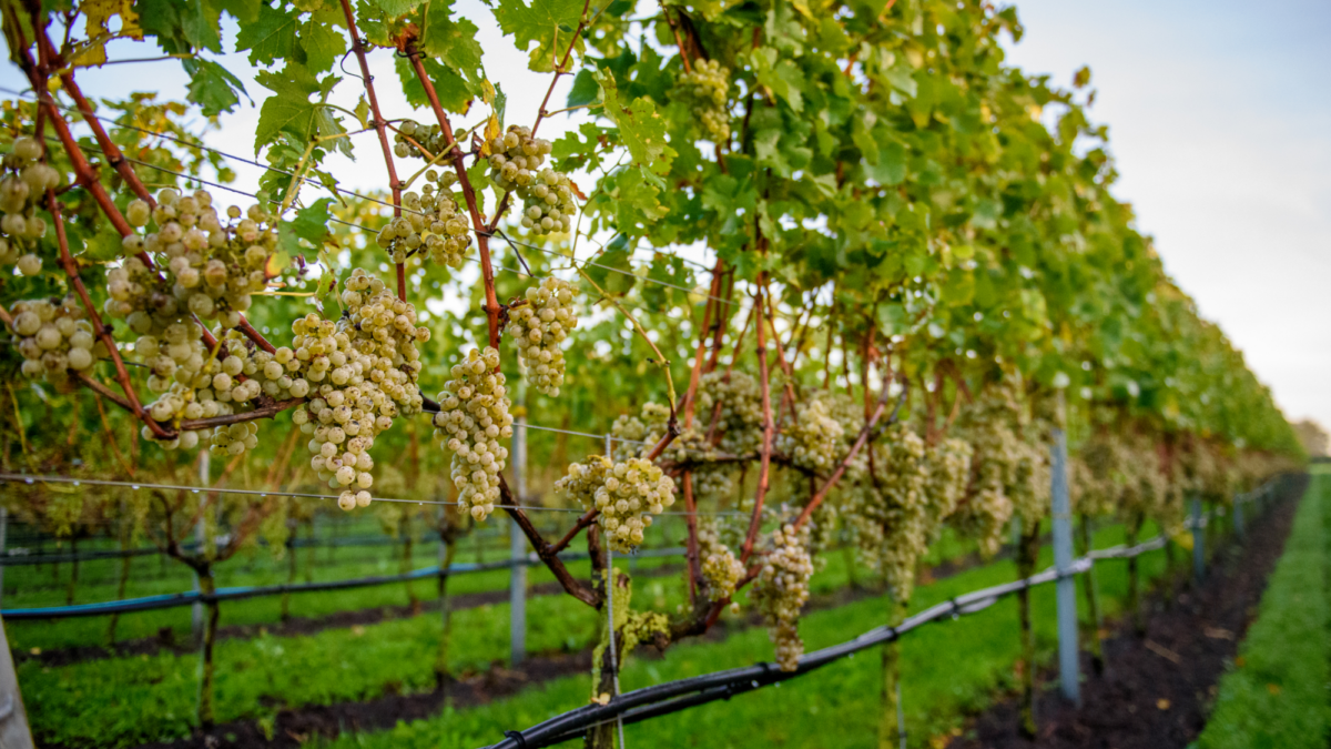 ESKERWIJN LANGEVEEN
